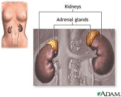 Adrenal Fatigue