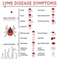 Lyme Disease Testing