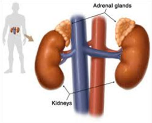 Adrenal Testing