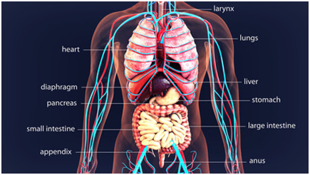 Adrenal Fatigue