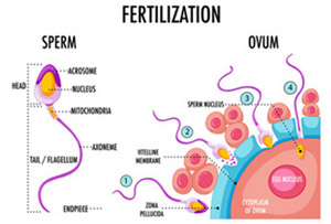 Fertility Testing