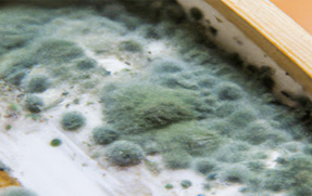 Mold testing