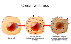 Oxidative Stress Testing
