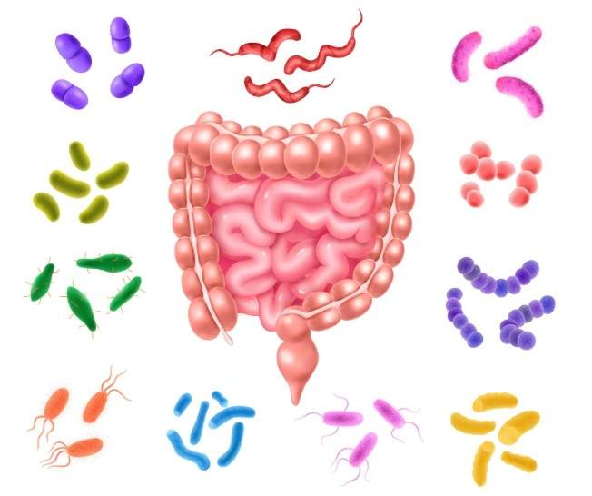 Leaky Gut