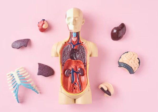 Multi‑Organ Support
