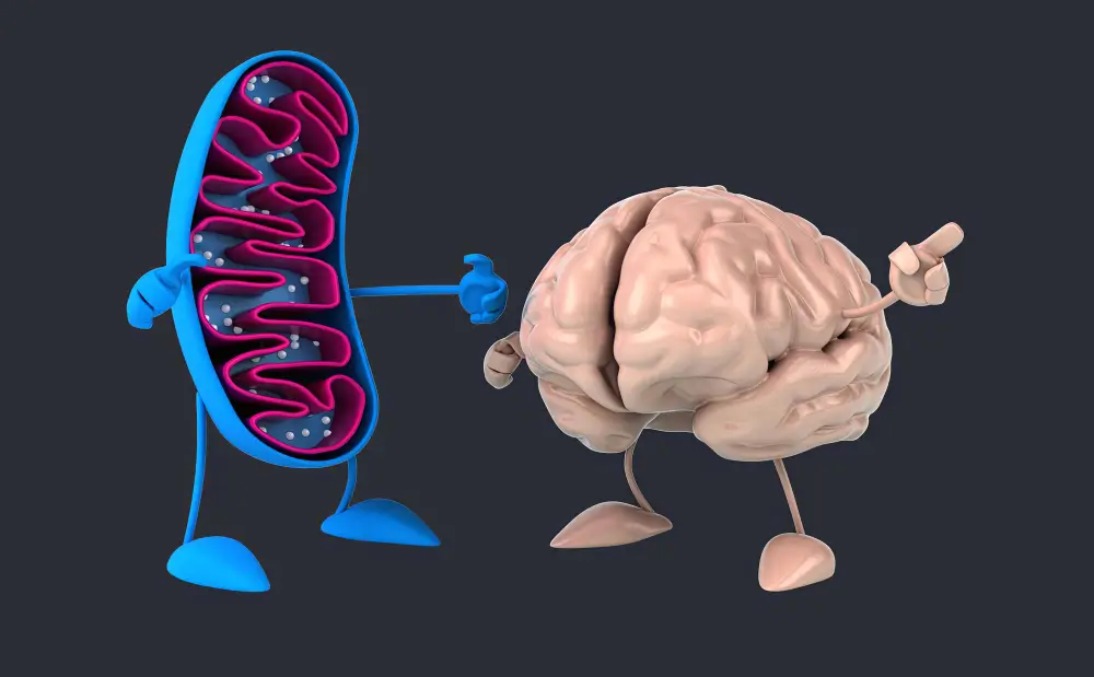 Brain Health & the Gut