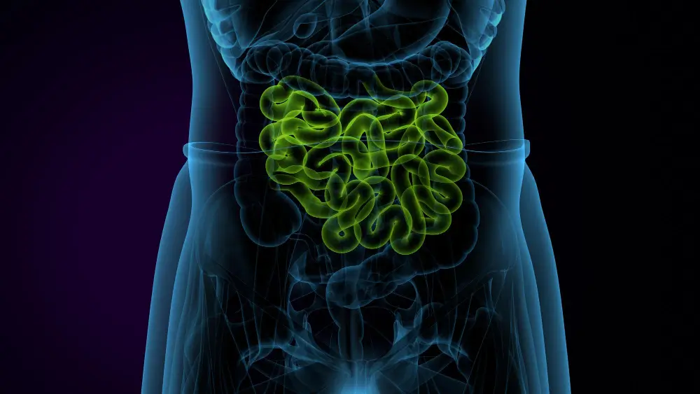 Gut Microbiome Explained